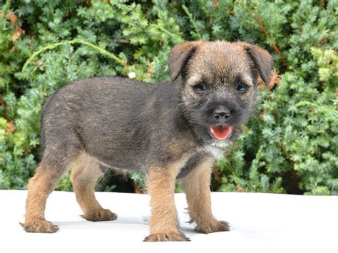 The breed is currently experiencing incredible popularity. . Border terriers for sale scarborough